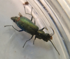 Cordylepherus viridis