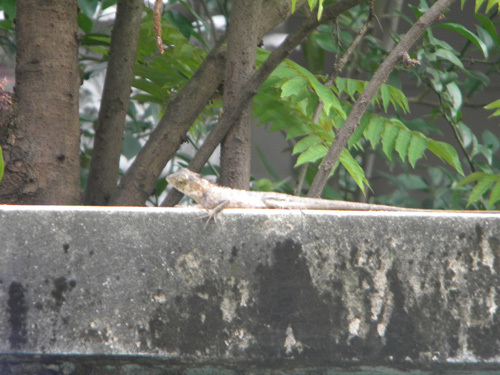 Thai Garden Lizard, Bangkok, photo 8 of 10