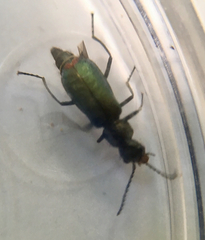 Cordylepherus viridis