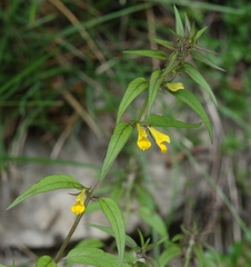 Melampyrum velebiticum