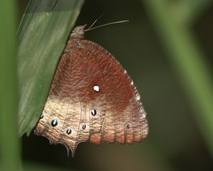 Elymnias panthera