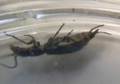 Cordylepherus viridis