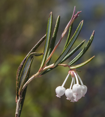 Andromeda polifolia glaucophylla