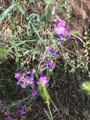 Penstemon secundiflorus