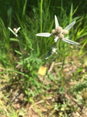 Leontopodium leontopodioides