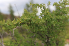Lonicera microphylla
