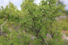 Lonicera microphylla