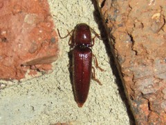 Dicrepidius palmatus