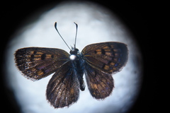 Lycaena tama