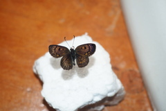 Lycaena tama