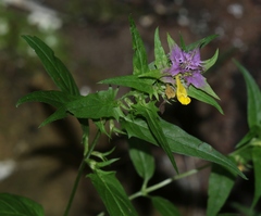 Melampyrum velebiticum