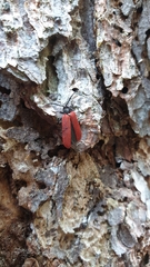 Pyropterus nigroruber