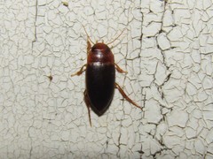 Copelatus caelatipennis