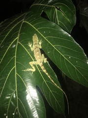 Anolis princeps