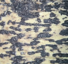 Astrothelium nigratum