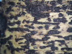 Astrothelium nigratum