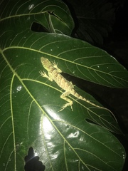 Anolis princeps
