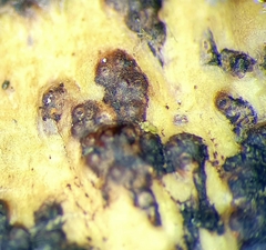 Astrothelium nigratum