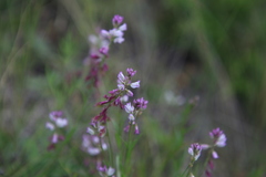 Polygala comosa