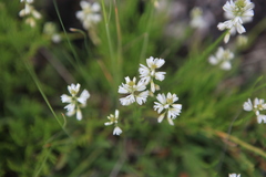 Polygala comosa