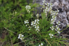 Polygala comosa