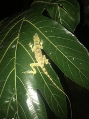 Anolis princeps