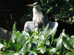 Ardea cinerea