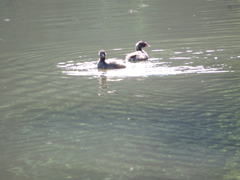 Tachybaptus ruficollis