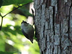 Sitta europaea clara