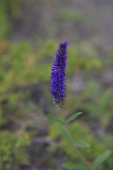 Veronica porphyriana