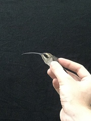 Phaethornis longirostris baroni