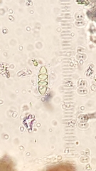 Astrothelium nigratum