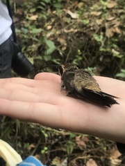 Phaethornis longirostris baroni