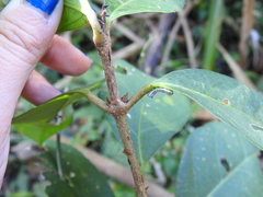 Viburnum arboricolum