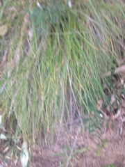 Festuca californica