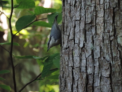 Sitta europaea clara