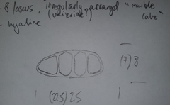 Astrothelium nigratum