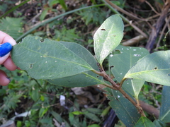 Viburnum arboricolum