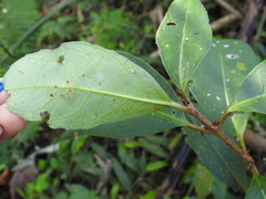 Viburnum arboricolum