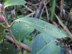 Viburnum arboricolum