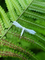 Pterophorus pentadactyla