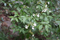 Hydrangea scandens