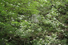 Hydrangea scandens