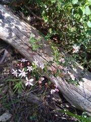 Leionema hillebrandii