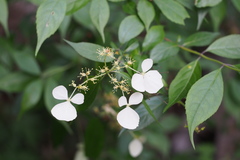 Hydrangea scandens