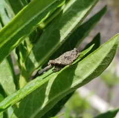 Paratettix mexicanus