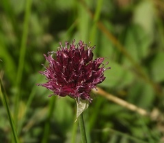 Allium sphaerocephalon