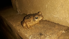 Rhinella horribilis