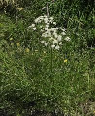 Angelica archangelica