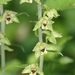 Broad-leaved Helleborine - Photo (c) Luca Boscain, some rights reserved (CC BY-NC), uploaded by Luca Boscain